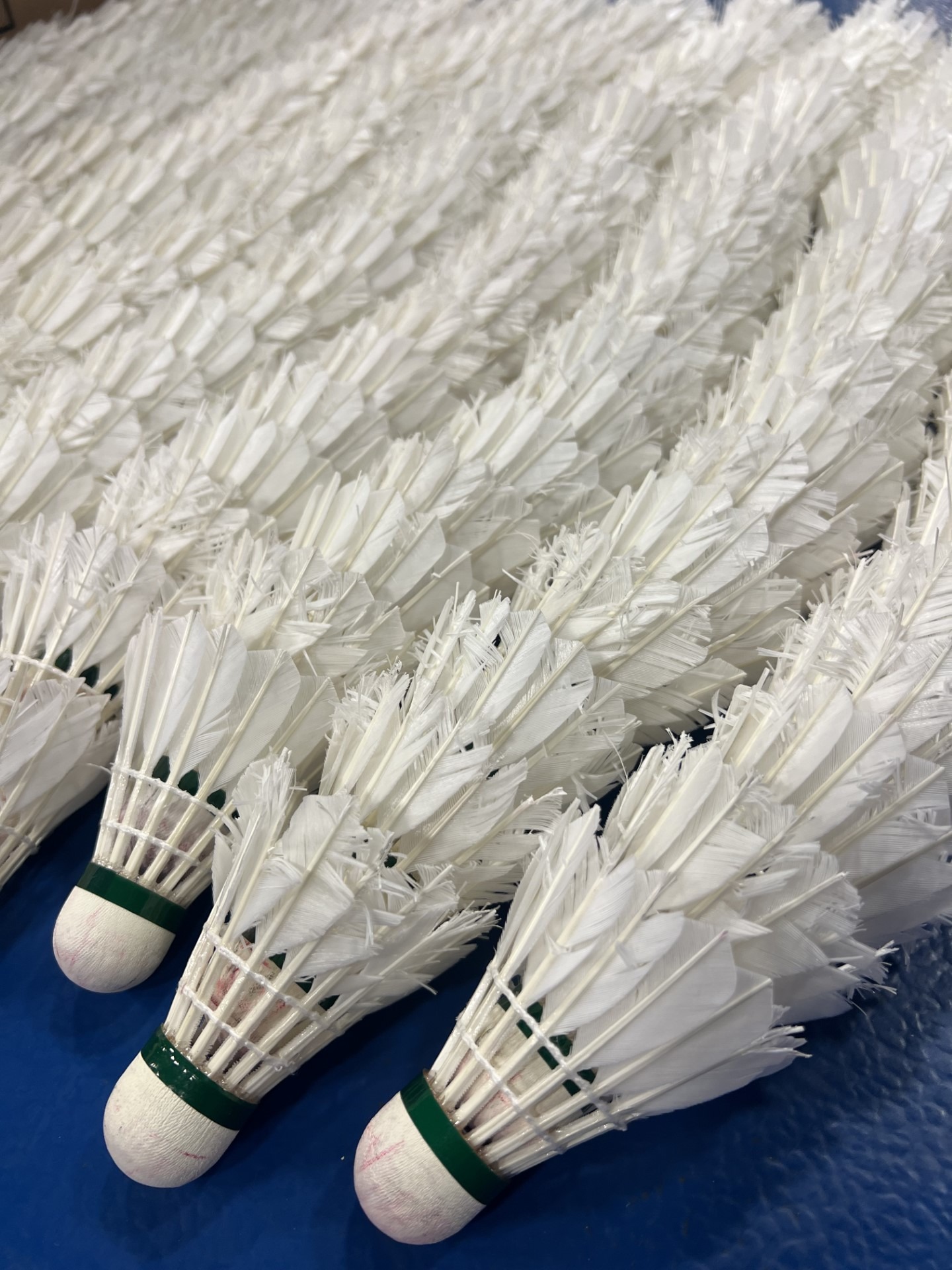 Meldrum Impresses and Sugden Shines in Germany | Badminton Scotland
